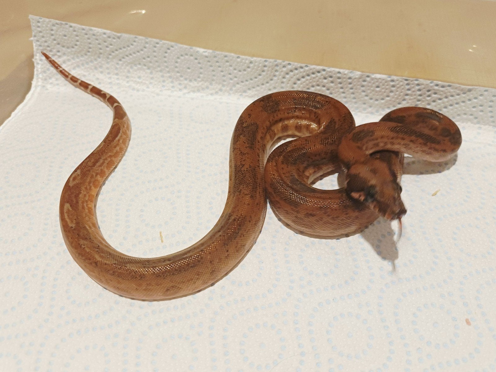 Hypo Leopard 100% het Kahl albino. boa., Dieren en Toebehoren