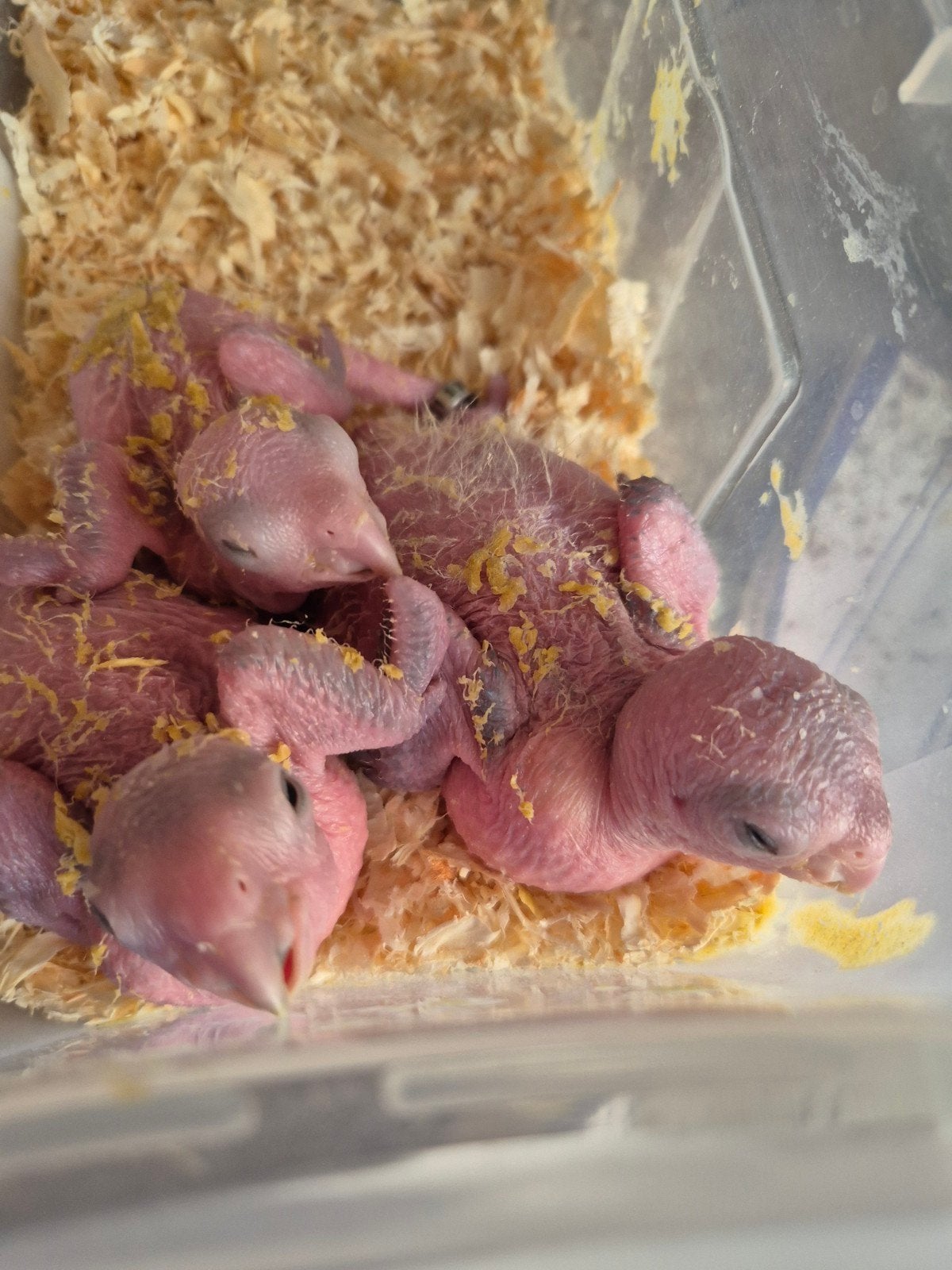 Baby groendij caiques, Dieren en Toebehoren, Vogels | Parkieten en Papegaaien, Geslacht onbekend, Papegaai, Geringd