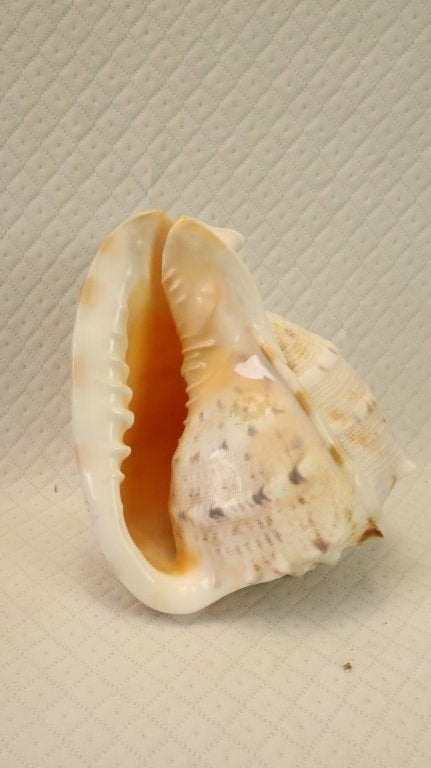 Schelp : Cassis cornuta - gehoornde helmschelp, Verzamelen, Ophalen of Verzenden