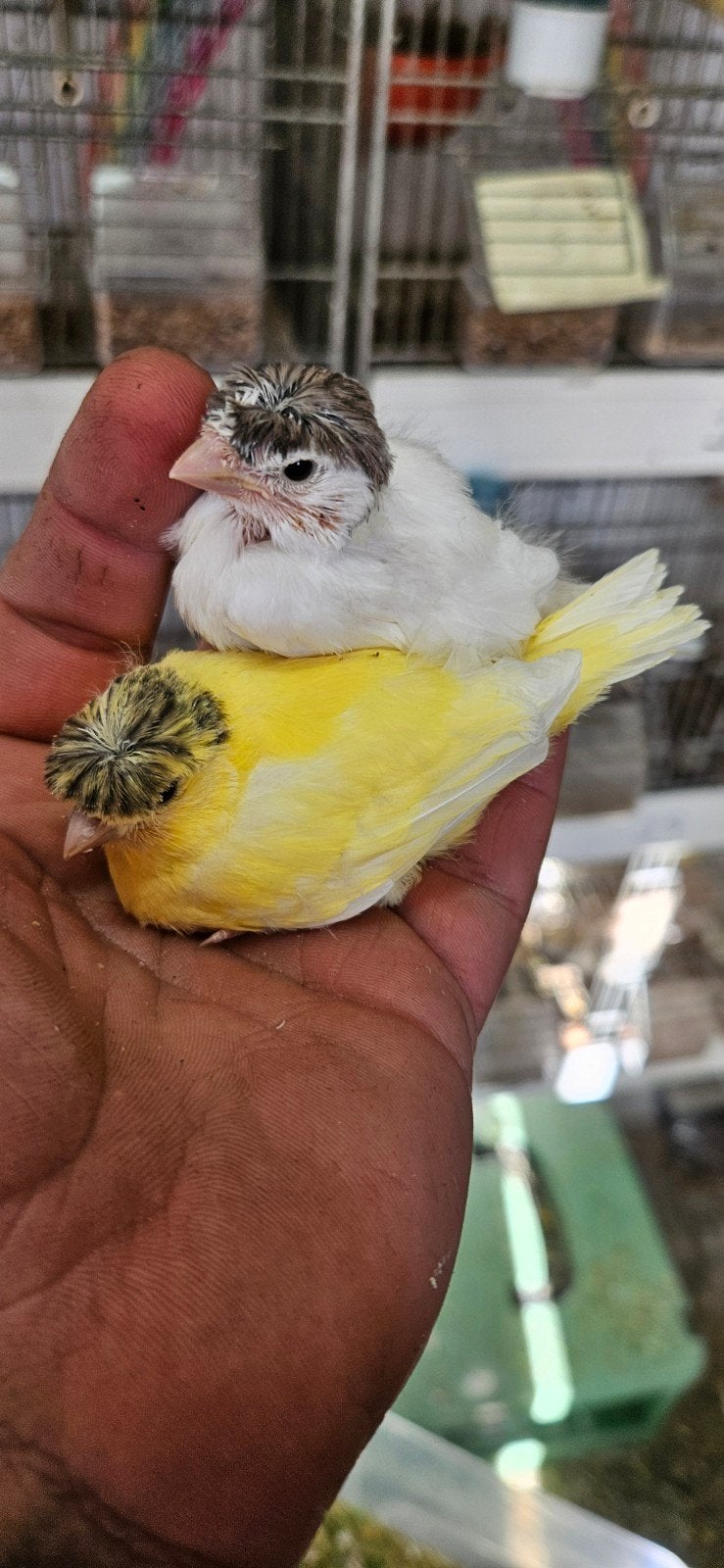 Duits kuif kanaries, Dieren en Toebehoren, Vogels | Overige Vogels, Geringd