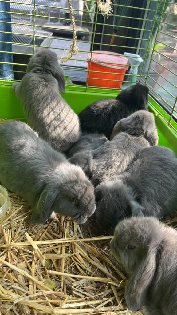 Konijntjes, Dieren en Toebehoren, Konijnen, Meerdere dieren, Klein, Hangoor, 0 tot 2 jaar