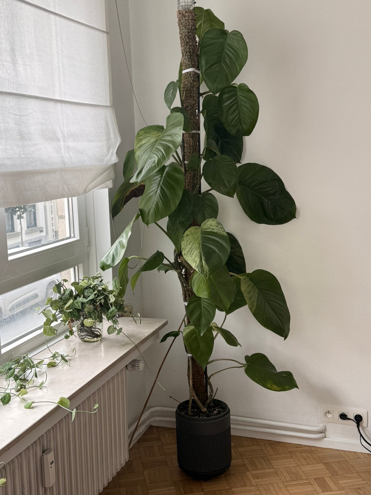 Epipremnum ‘Marble Queen’ 2m, Huis en Inrichting, Ophalen, 200 cm of meer