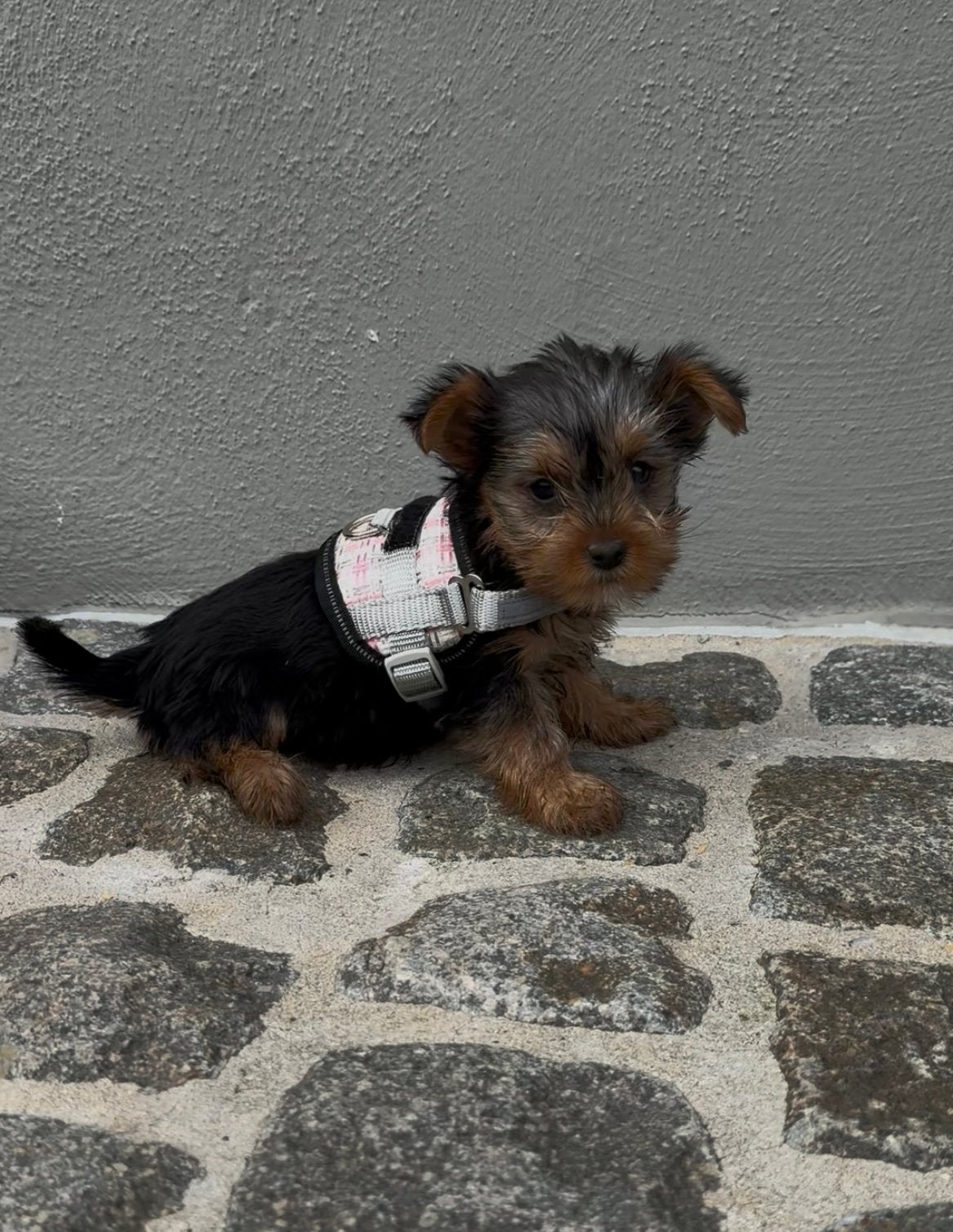 Yorkshire terriërs puppy’s, Animaux & Accessoires, Yorkshire Terrier, Maladie de Carré (chiens), Plusieurs, Belgique