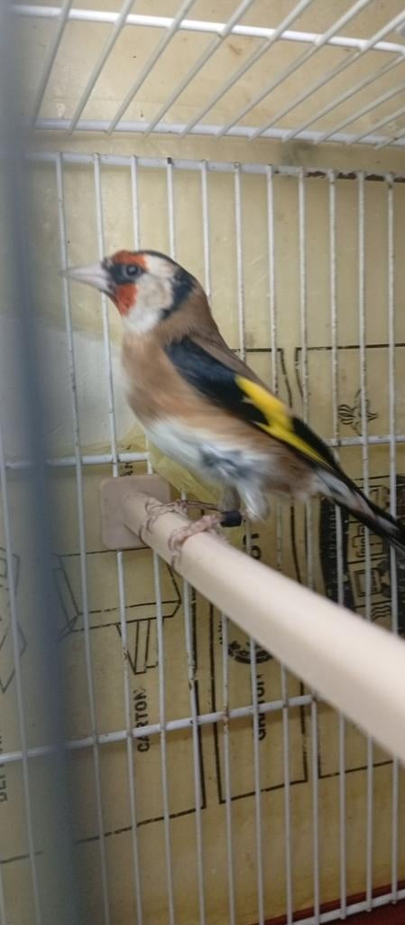Chardonneret parva mal 2025 ,bon chanteur., Mannelijk, Wildzangvogel, Tam