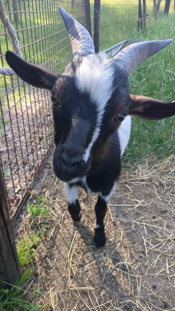 Lieve thuis gezocht voor Juggy (regio Antwerpen), Dieren en Toebehoren, Schapen, Geiten en Varkens, Geit, Mannelijk, 0 tot 2 jaar