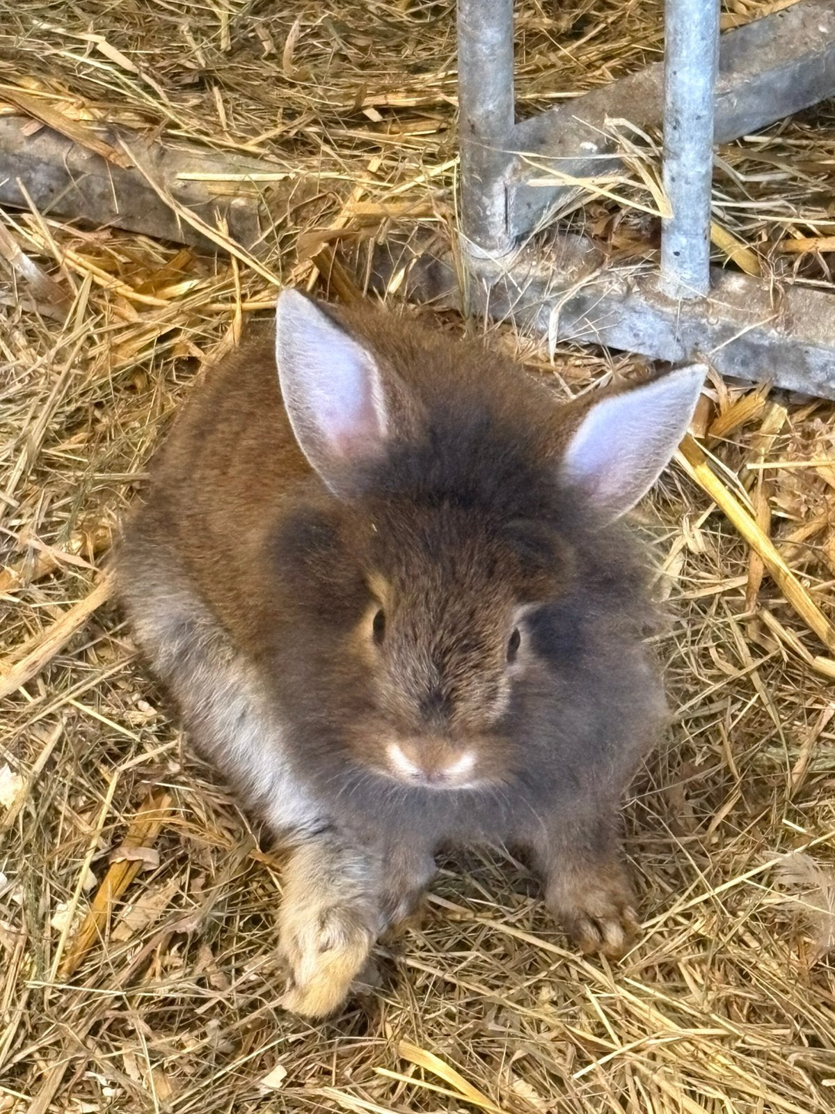 Konijn