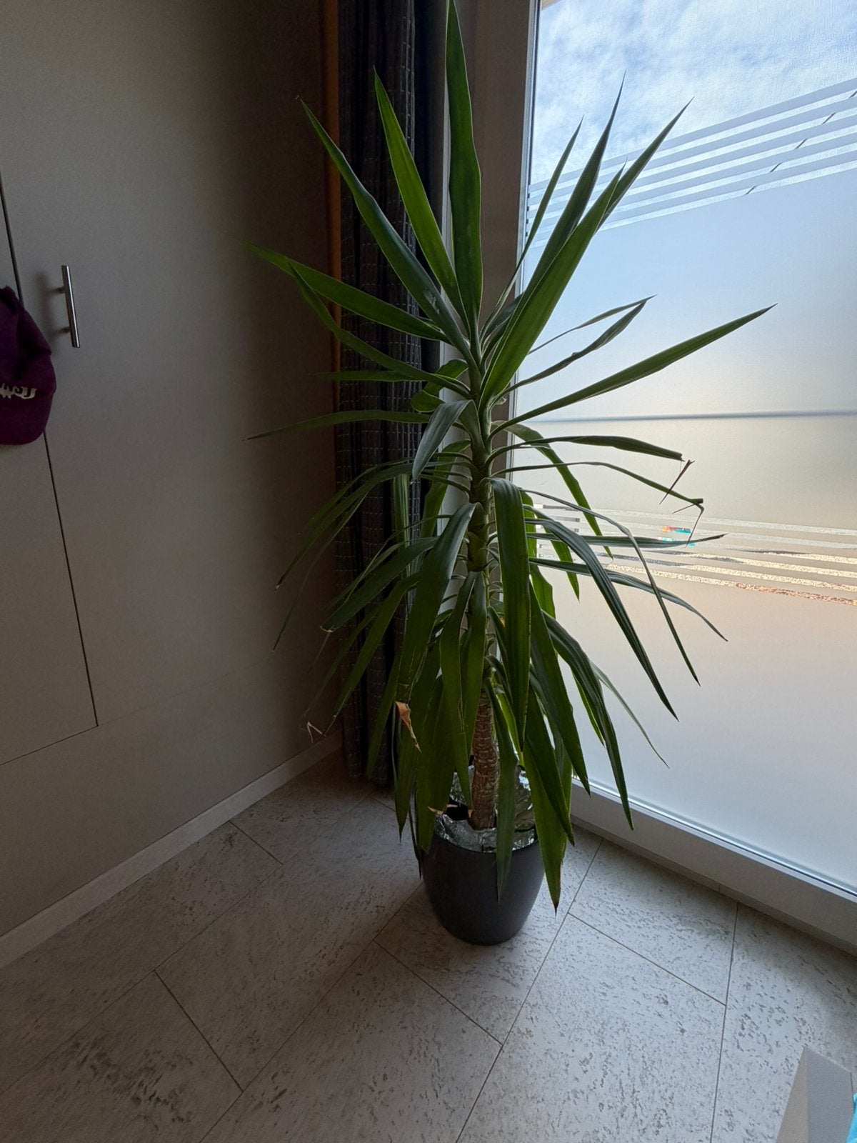 Yucca, Ophalen