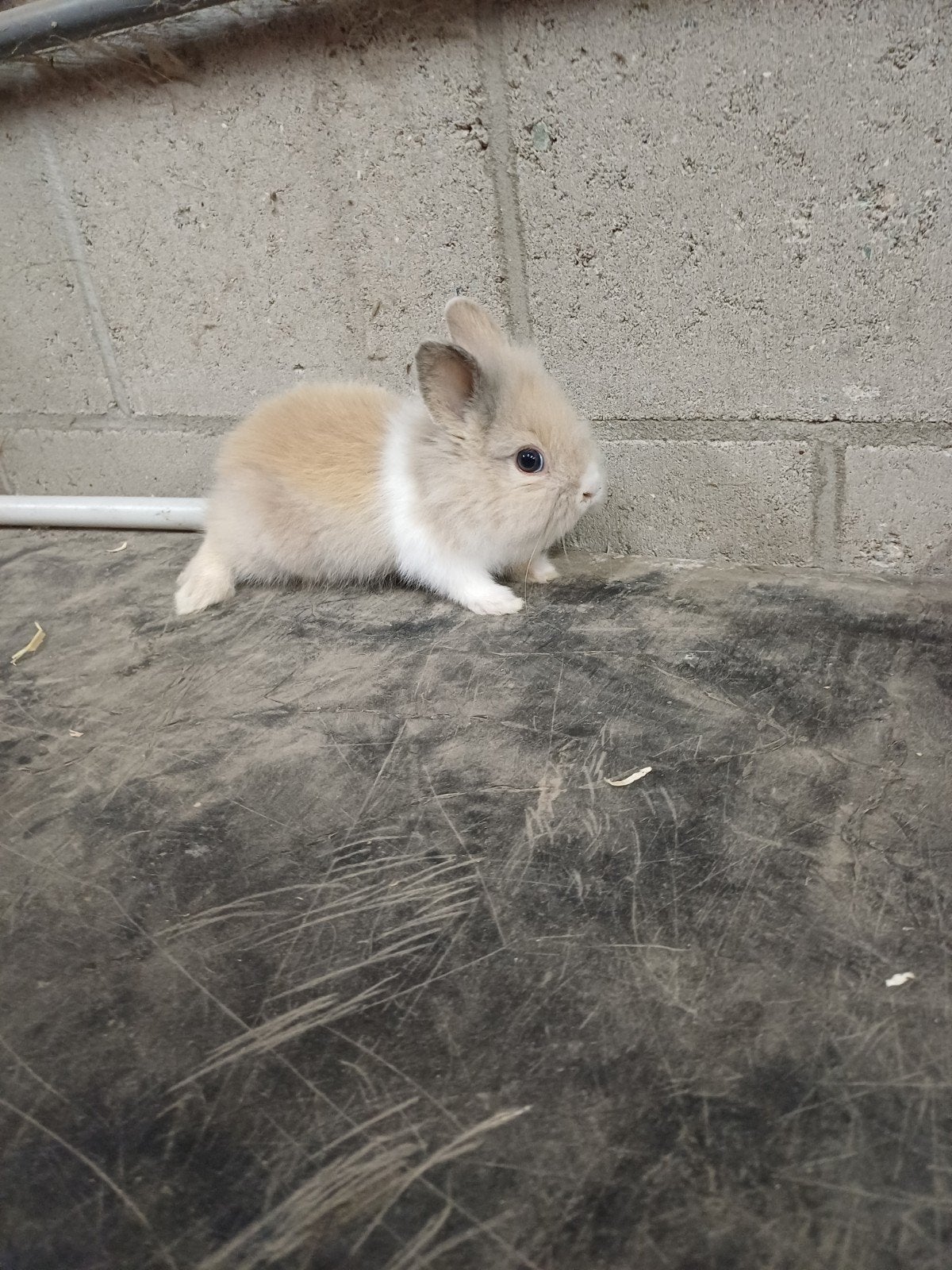 Kleinblijvend dwergkonijntjes, Plusieurs animaux, Nain, 0 à 2 ans