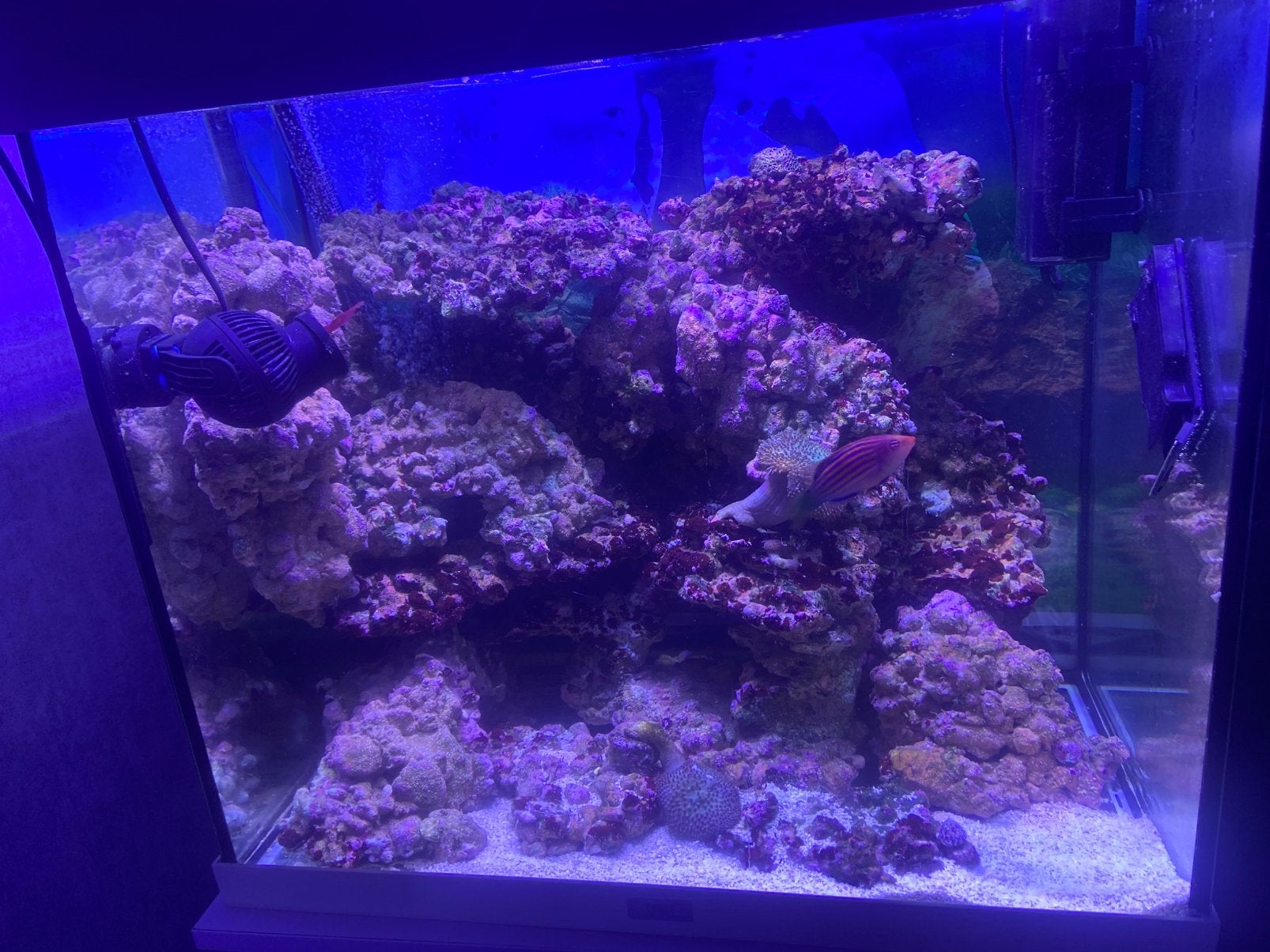 Zeeaquarium inhoud te koop, Poisson de mer