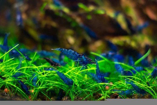 Blue Sapphire Neocaridina garnalen jonge kweekgroep 10 stuks, Kreeft, Krab of Garnaal