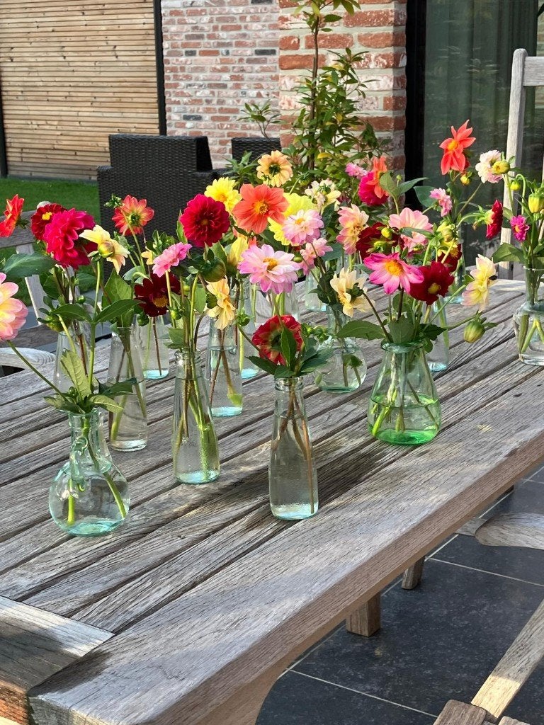 Dahliaknollen alle kleuren, Enlèvement, Printemps, Bulbe
