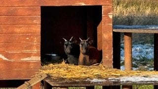 Geitjes, Plusieurs animaux, Chèvre, 0 à 2 ans