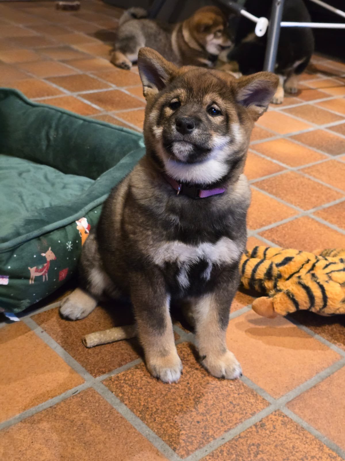 Shiba inu pups - FCI stamboom - ouders gezondheidstesten, Dieren en Toebehoren, België, Fokker | Hobbymatig, Overige rassen, Meerdere