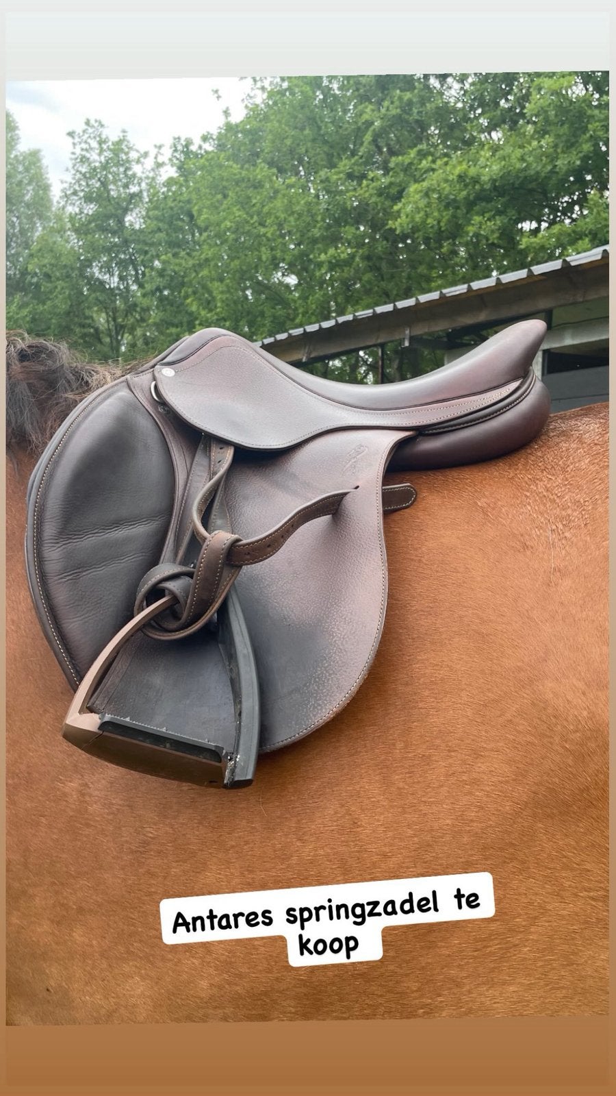 Antares springzadel te koop, Dieren en Toebehoren, Paarden en Pony's | Zadels, Ophalen, Zo goed als nieuw