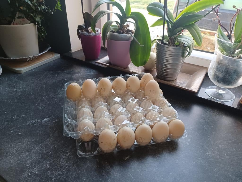 Oeufs canes extra frais, Divers, Enlèvement