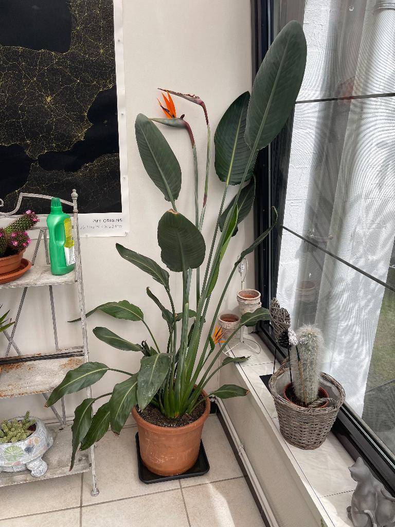 Strelitzia oiseau du paradis, Plante à fleurs, Enlèvement, Autres espèces, 150 à 200 cm