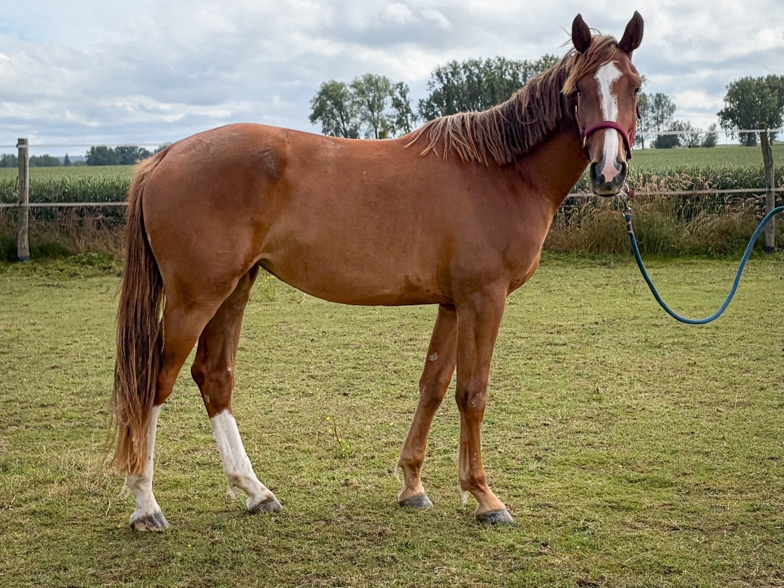 BWP sportmerrie 3 jaar, 165 à 170 cm, Avec pedigree, Cheval de saut, Jument