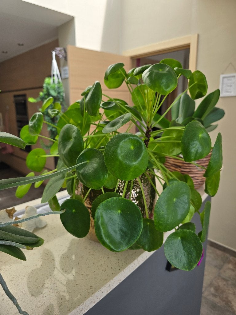 Pannekoekplant/ pannekoekenplant/ Pilea Peperomioides, Maison & Meubles, Plantes d'intérieur, Autres espèces, En pot, Moins de 100 cm