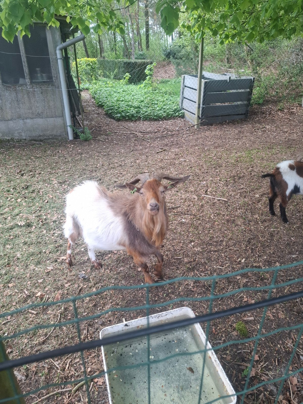 Maanvlekbok., Dieren en Toebehoren, Schapen, Geiten en Varkens