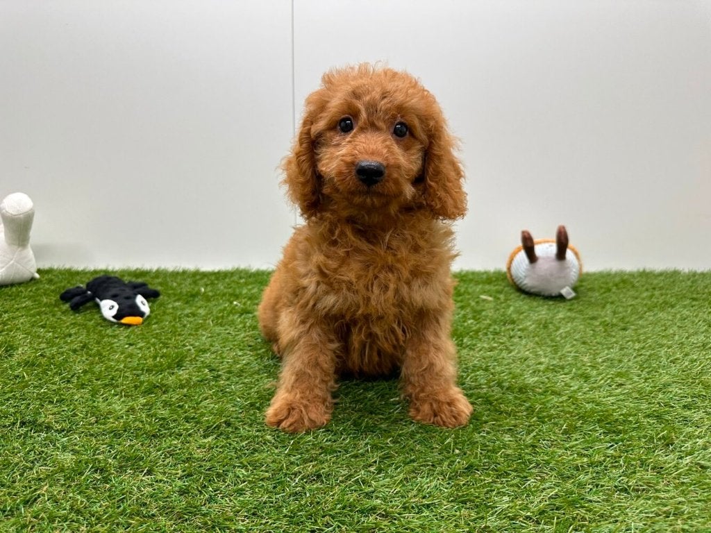 Chiots Maltipoo, Maladie de Carré (chiens), Plusieurs, Belgique, Plusieurs animaux