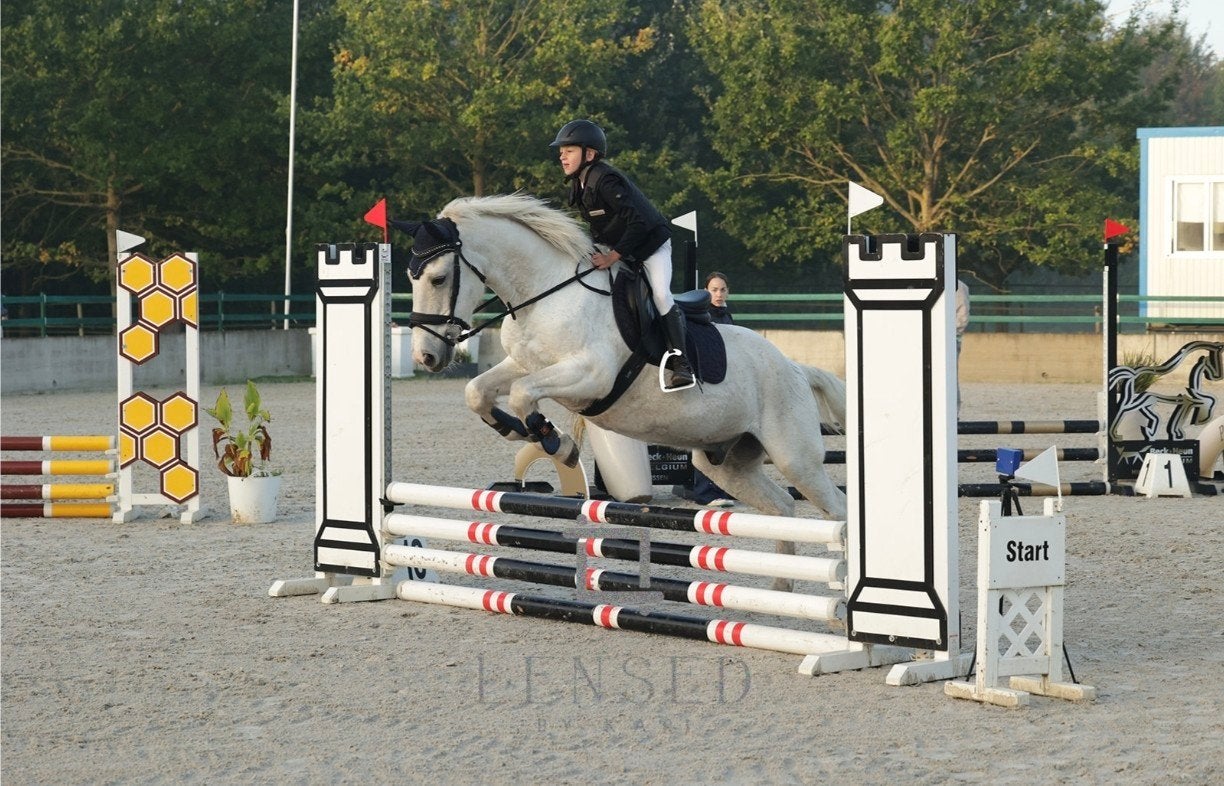 bomproof d pony, B, Avec puce électronique, 11 ans ou plus, Hongre