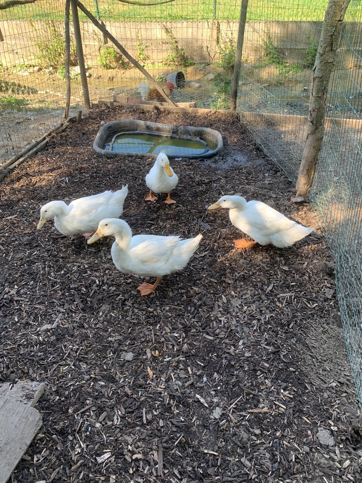 Pekingeenden, Dieren en Toebehoren, Mannelijk, Eend