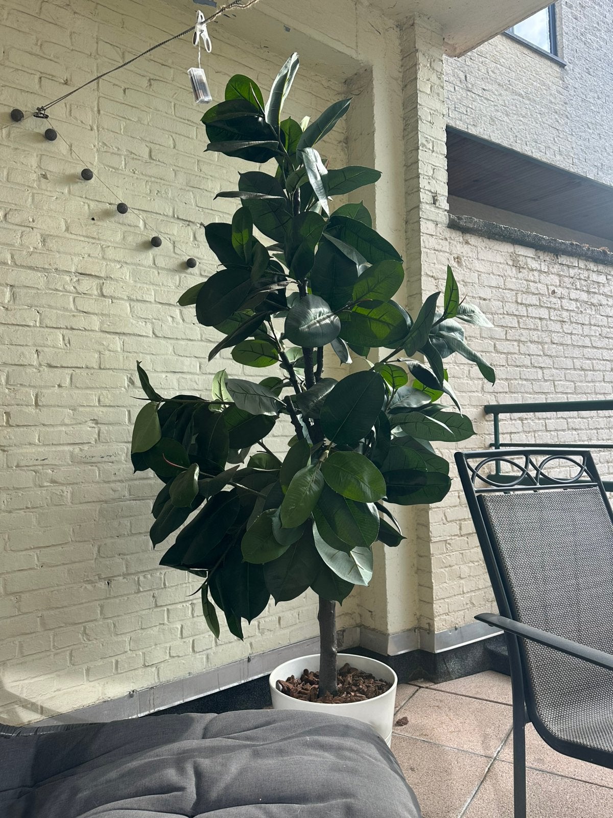 Ficus elastica artificiel (arbre à caoutchouc), Enlèvement, Comme neuf