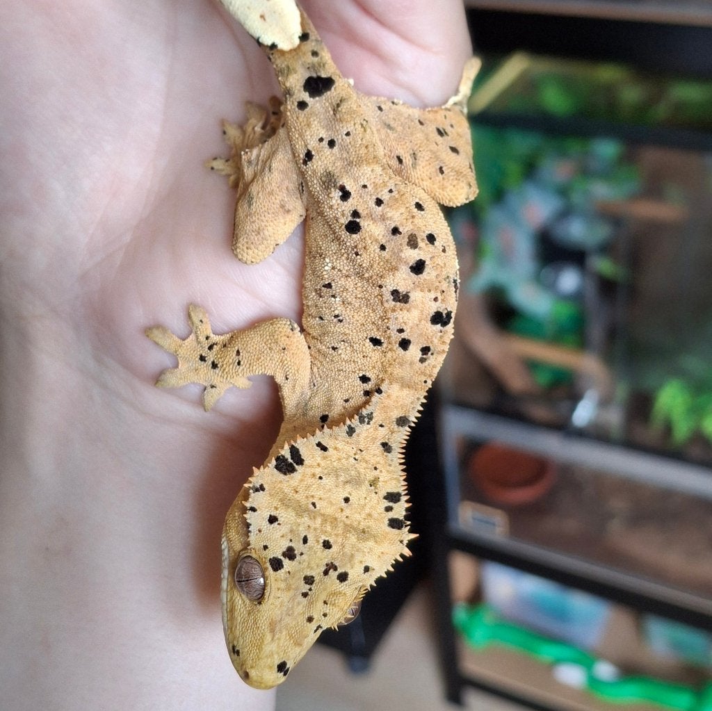 Prachtige superdalmatian wimpergekko/crested gecko vrouw, Dieren en Toebehoren, Hagedis, Tam, 0 tot 2 jaar