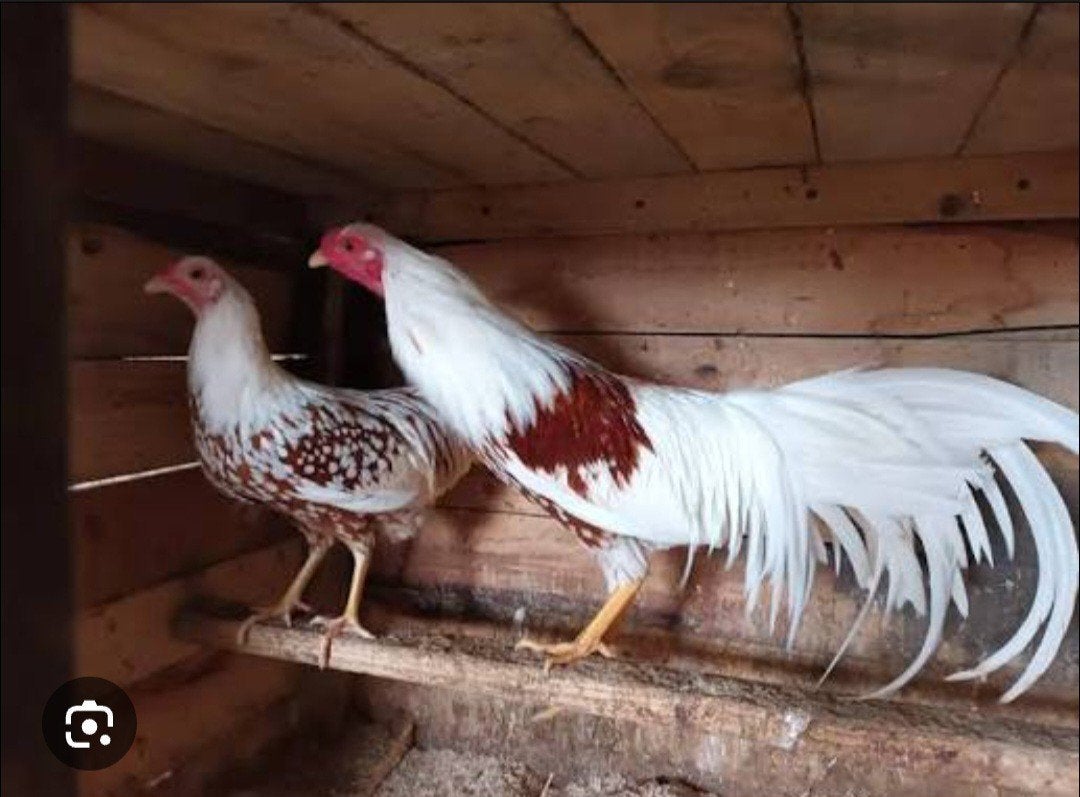 Coq yokohama