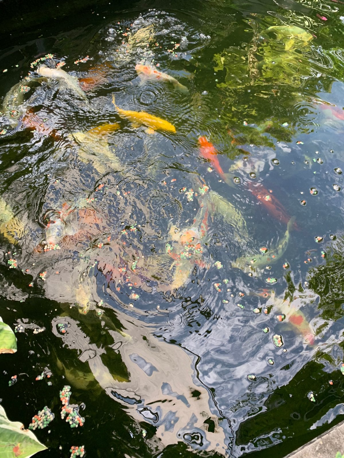 Japanse kooien, Karper of Koi