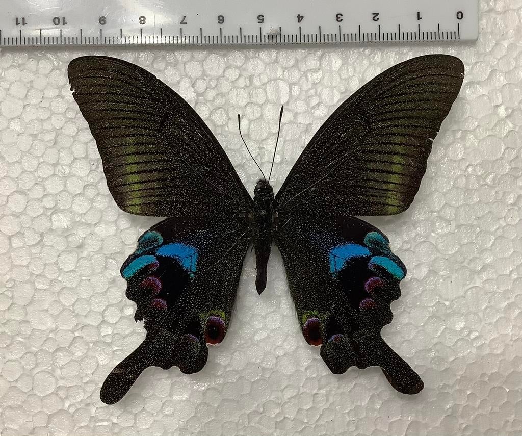 Papilio arcturus, vlinders uit Laos, Ophalen of Verzenden