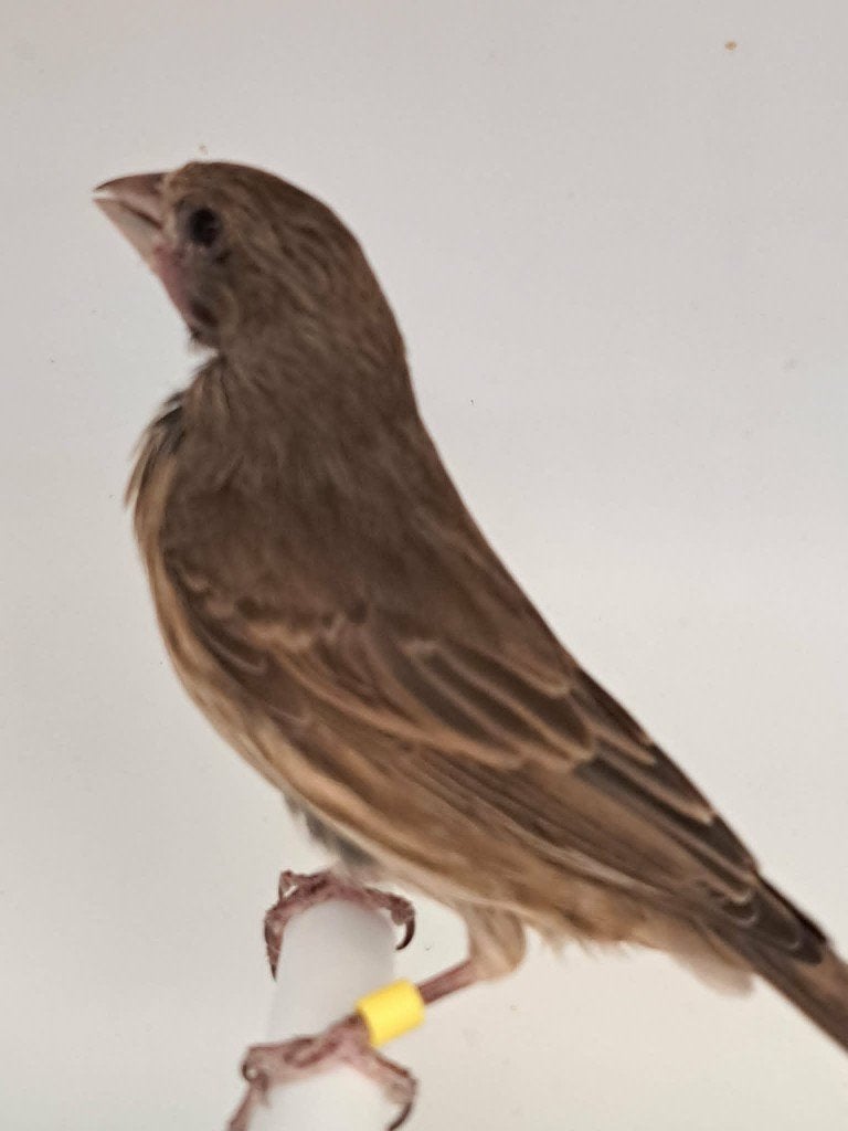 Mexicaanse roodmus, Dieren en Toebehoren, Meerdere dieren, Tropenvogel, Geringd