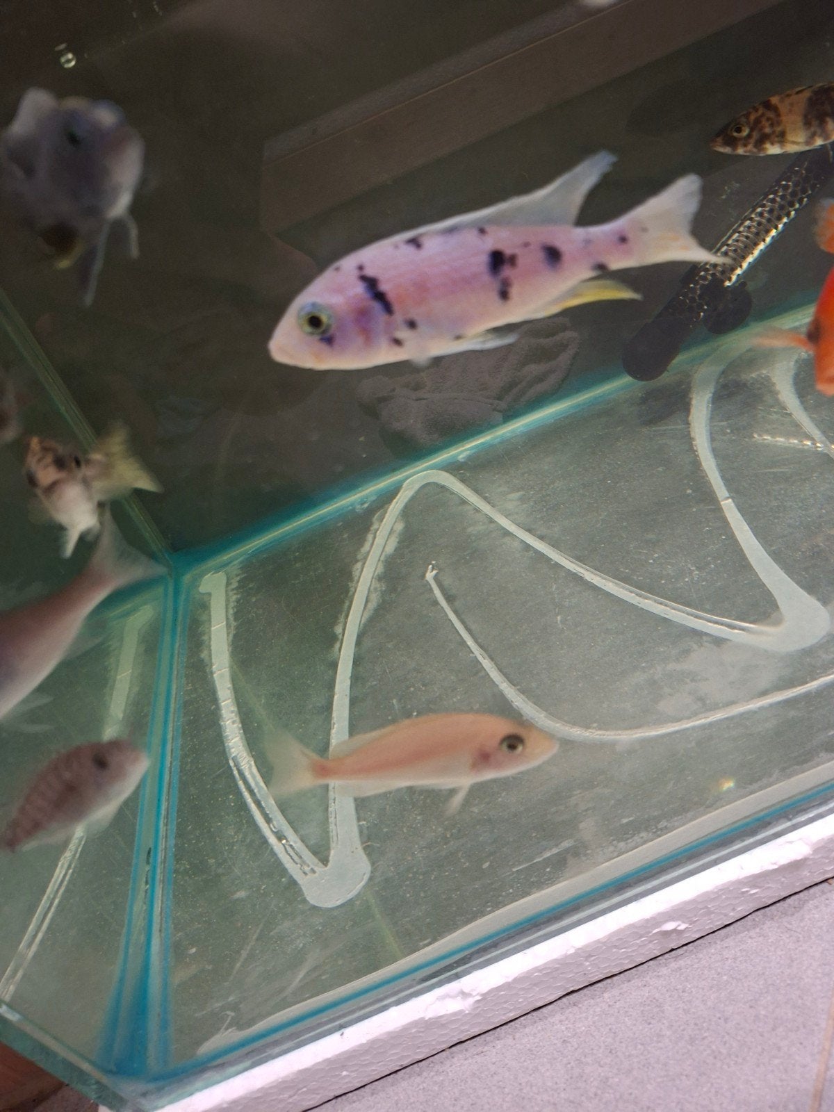 Cichlides malawi trio sciaenochromis frery ob