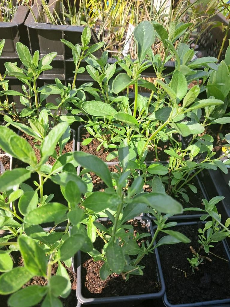 Salvia 'Nachtvlinder', Tuin en Terras, Planten | Tuinplanten, Ophalen