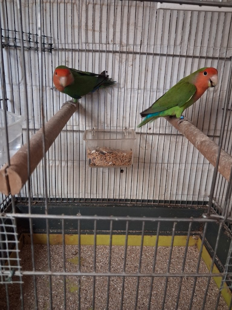 1koppel roseicollis, Dieren en Toebehoren, Vogels | Overige Vogels, Meerdere dieren, Tropenvogel