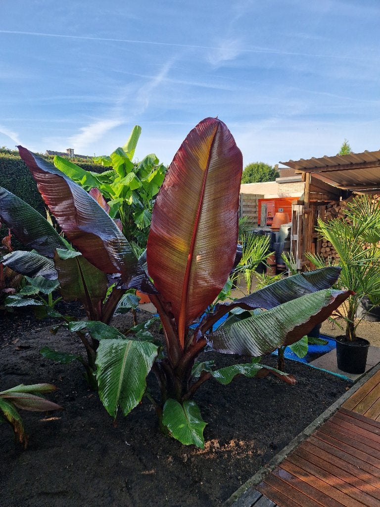 Ensete maurelli (uit te kiezen ), Volle zon, Vaste plant, Bloeit niet, Ophalen