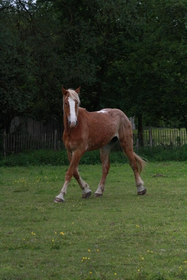 Vlaams trekpaard, Dieren en Toebehoren, Merrie, 170 tot 175 cm, Onbeleerd, Recreatiepaard