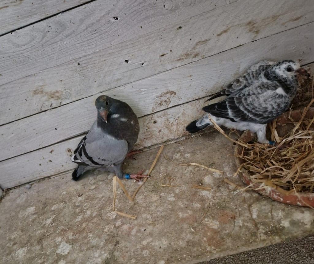 Pigeons de races connues, Sexe inconnu, Pigeon voyageur
