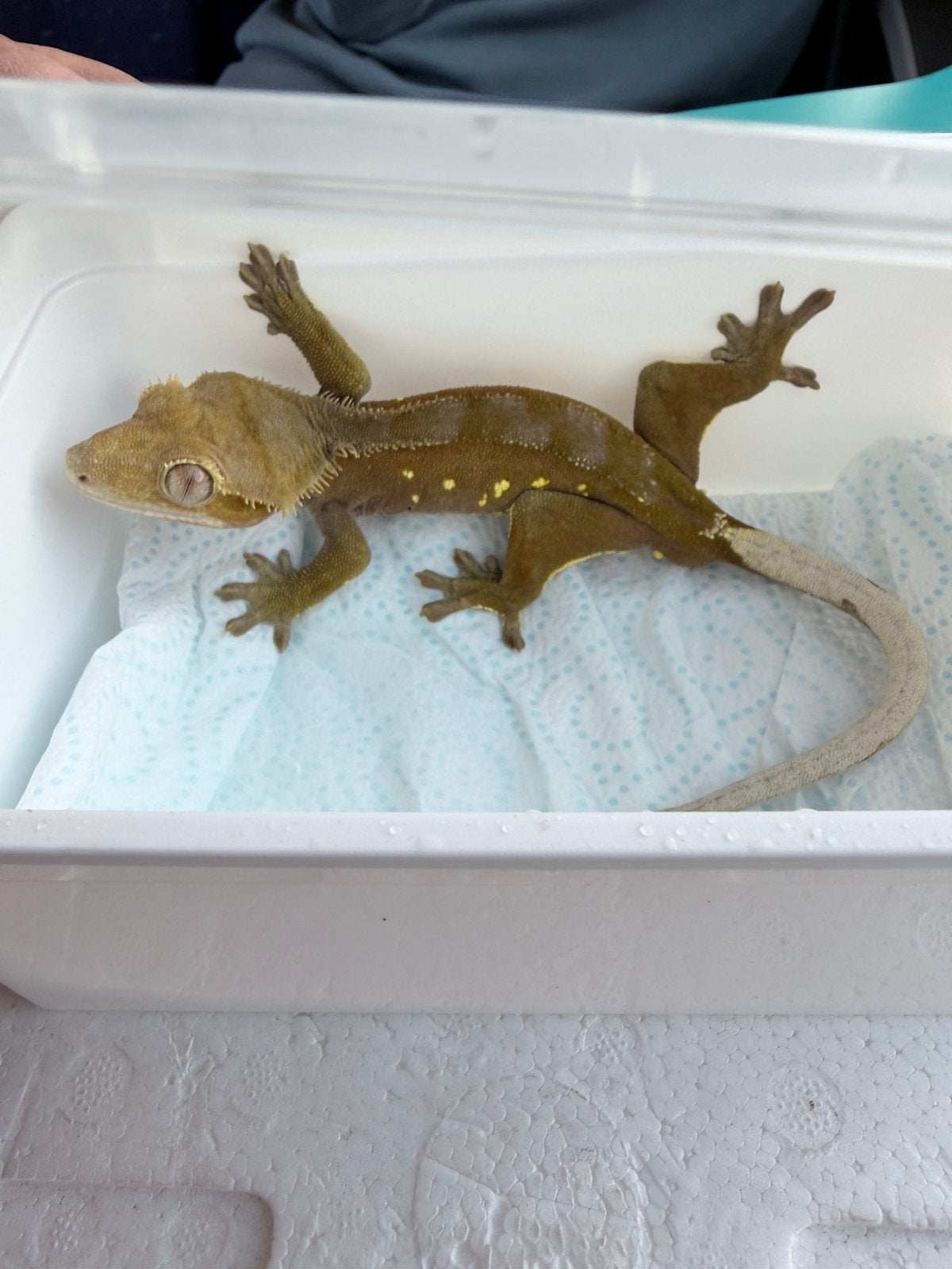 Wimpergekko man, Dieren en Toebehoren