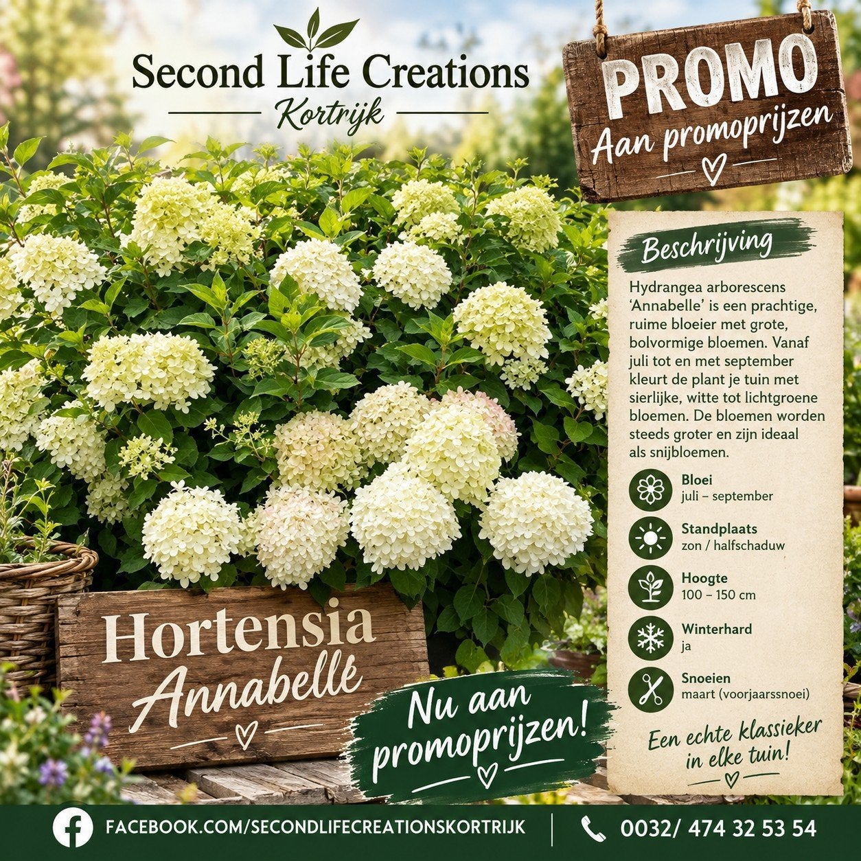 ‼️hortensia anabelle aan promoprijzen ‼️, Ophalen, Hortensia