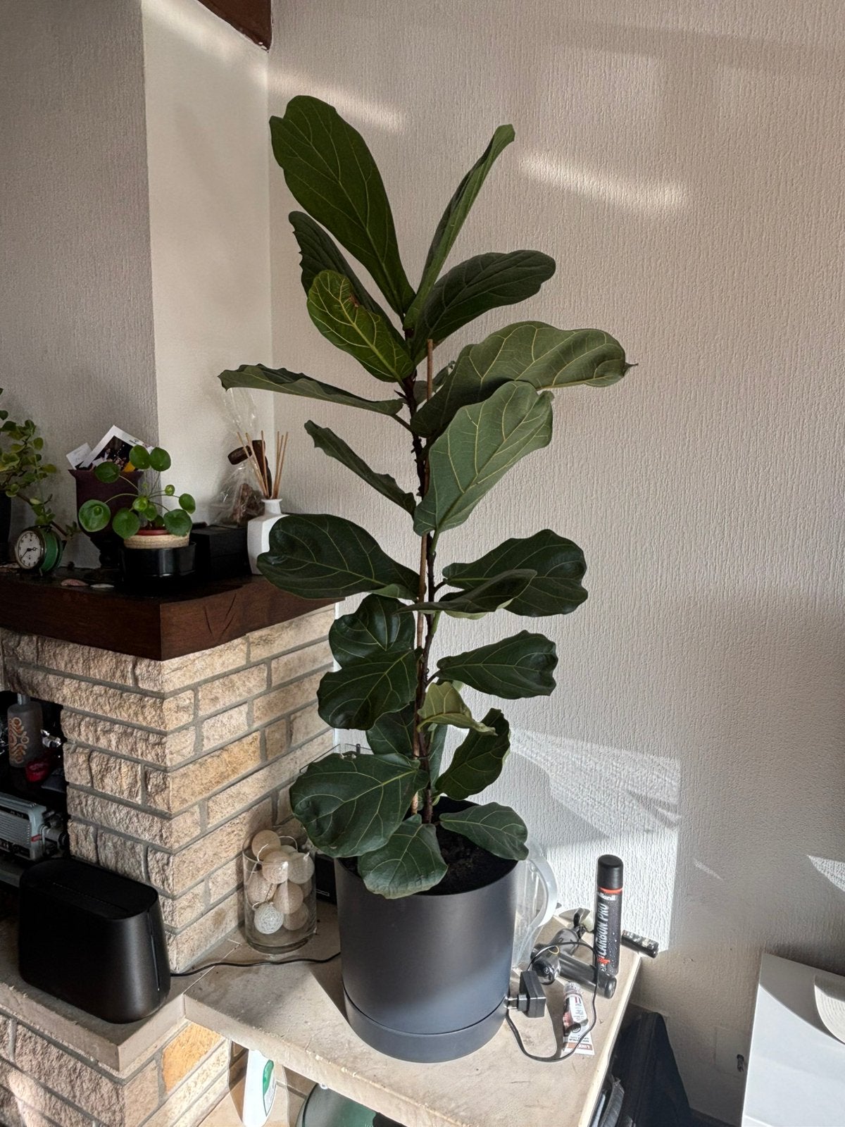 Ficus Lyrata 1m50, Enlèvement, Ficus