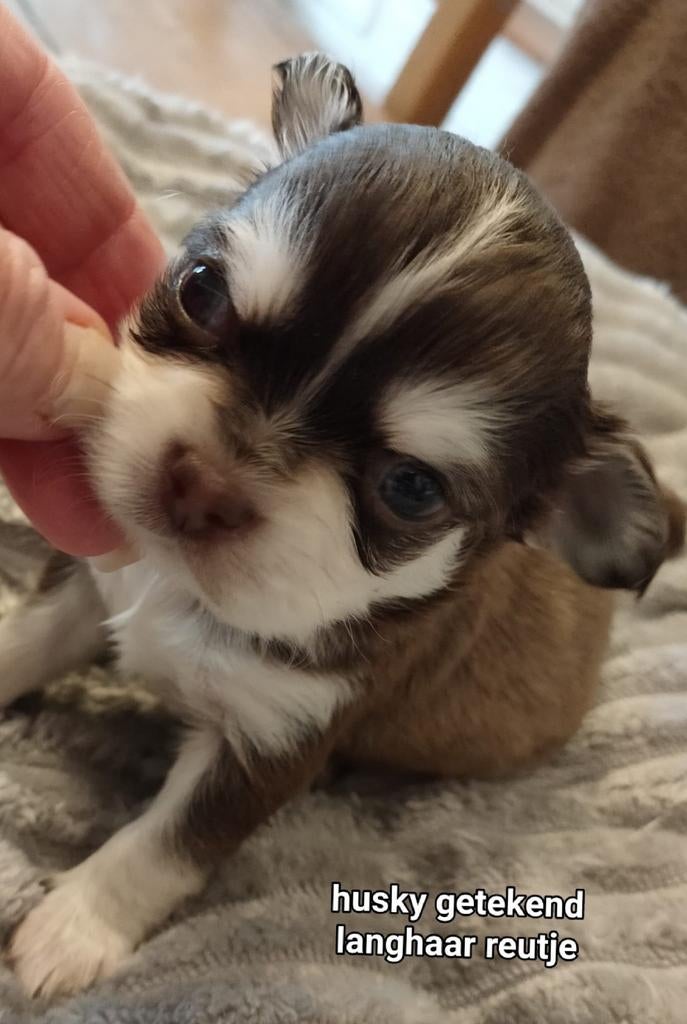 Prachtige langharige chihuahua pups., Dieren en Toebehoren, België, Fokker | Hobbymatig, 8 tot 15 weken, Meerdere