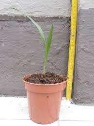 Trachycarpus fortenei plantjes ( palmboomjes), Ophalen, Bloeit niet, Vaste plant, Volle zon