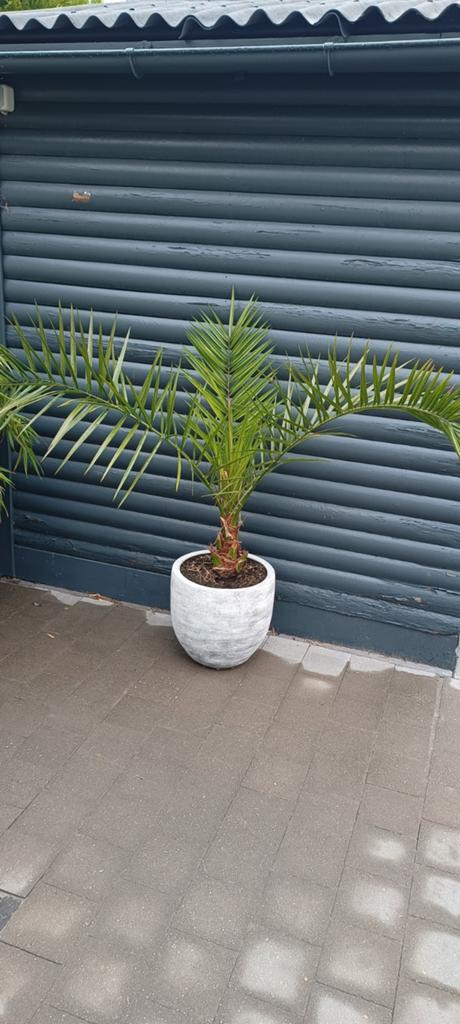 Palm, Ophalen