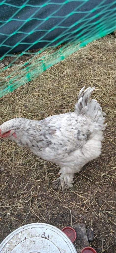 Beaux Brahmas à vendre — 2 notes complètes, Plusieurs animaux, Poule ou poulet