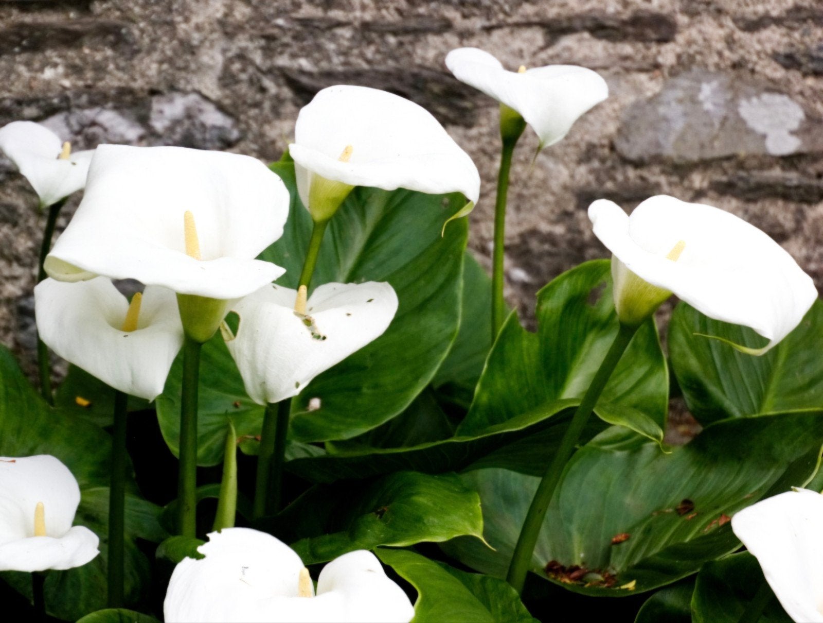 aronskelk, calla,zantedeshia, Enlèvement