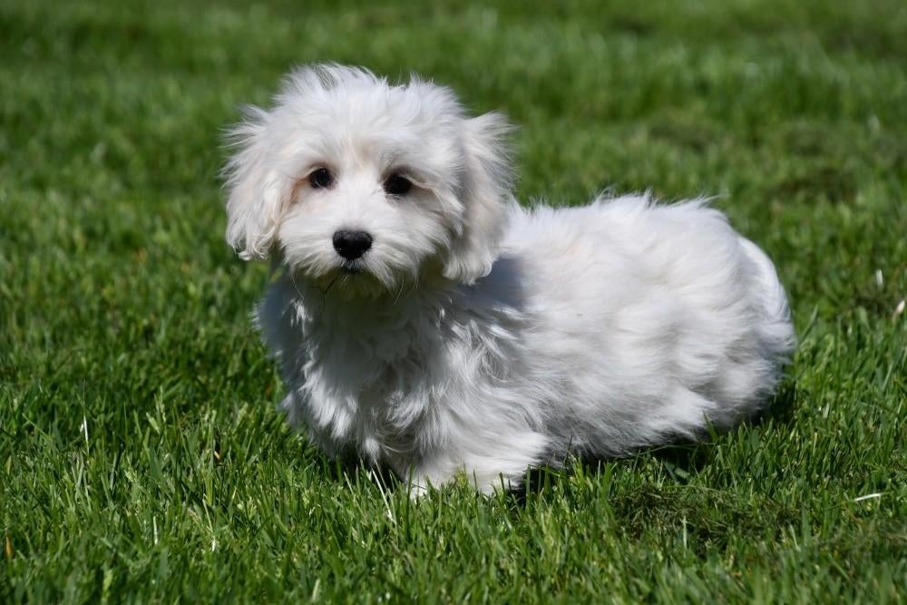 Maltezer pups te koop, Maltezer, 15 weken tot 1 jaar, Buitenland, Parvo