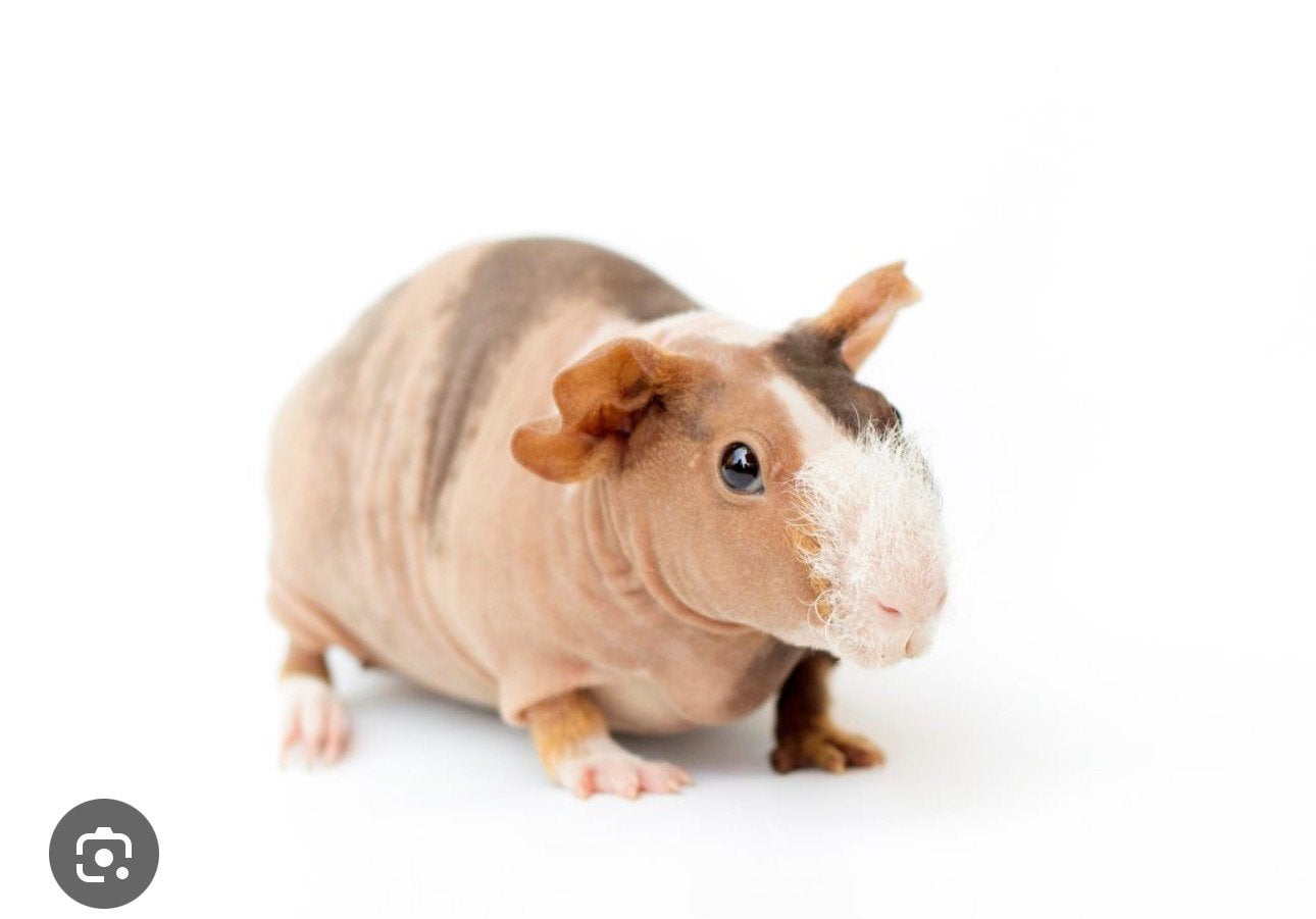 Skinny cavia zeugje gezocht, Cavia, Vrouwelijk, Januari, Tam