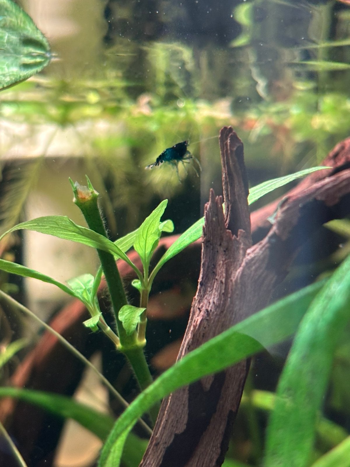 Mooie garnalen (neocaridina), Animaux & Accessoires
