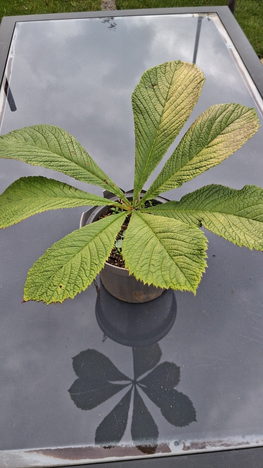 Schout bij nacht ( rodgersia), Tuin en Terras, Planten | Tuinplanten, Ophalen